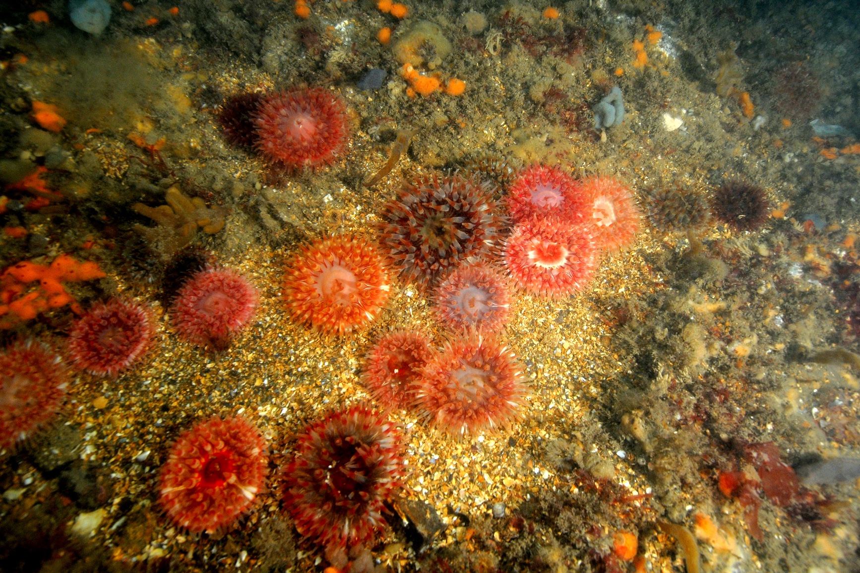 2004, RPS Hydrosearch, Thames Array Analysis of Seabed Videos - For Presence of the Reef-Building Ross Worm, Sabellaria spinulosa